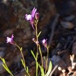 Linaria pelisseriana flower picture by Emmanuel Cosson (cc-by-sa)