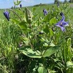 Clematis integrifolia habit picture by Krampl Tomáš (cc-by-sa)