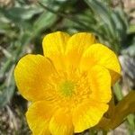 Ranunculus carinthiacus flower picture by Francois Mansour (cc-by-sa)