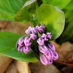 Mertensia virginica flower picture by K O (cc-by-sa)