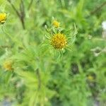 Bidens vulgata flower picture by Kelsey C. (cc-by-sa)