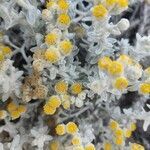 Achillea maritima flower picture by Basterra Joseba (cc-by-sa)