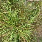 Carex laevigata habit picture by nicolas pecqueux (cc-by-sa)