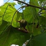 Platanus occidentalis fruit picture by Will Clark (cc-by-sa)