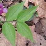 Lathyrus vernus leaf picture by gian luca (cc-by-sa)