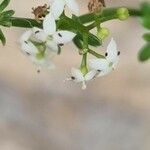 Galium saxatile flower picture by doune34160 (cc-by-sa)