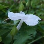 Thunbergia laevis flower picture by Jean-Christophe Lombardo (cc-by-sa)