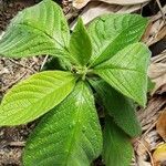 Heliotropium arborescens leaf picture by Michael Marchand (cc-by-sa)