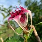 Strophanthus sarmentosus flower picture by Francois Lelievre (cc-by-sa)