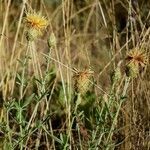 Centaurea collina habit picture by Bernard Andrieu (cc-by-sa)