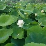 Nelumbo nucifera habit picture by lizzy rose (cc-by-sa)