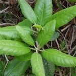 Rhododendron catawbiense leaf picture by Larry Kelly (cc-by-sa)