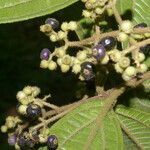 Miconia ibaguensis fruit picture by Nelson Zamora Villalobos (cc-by-nc)