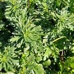 Teucrium cubense habit picture by Trap Hers (cc-by-sa)