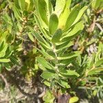 Leucadendron laureolum leaf picture by Maarten Vanhove (cc-by-sa)