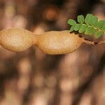 Tamarindus indica fruit picture by Nelson Zamora Villalobos (cc-by-nc)