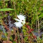 Pecteilis radiata flower picture by Dan Wilson (cc-by-sa)