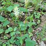 Phyteuma spicatum habit picture by Jean-Marie Frenoux (cc-by-sa)