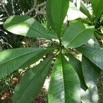 Plumeria obtusa leaf picture by Bryan Mitchell (cc-by-sa)