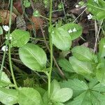 Samolus valerandi habit picture by Llandrich anna (cc-by-sa)