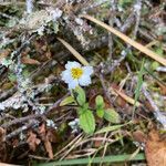 Aphanactis piloselloides habit picture by Fabien Anthelme (cc-by-sa)