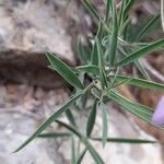 Lathyrus filiformis leaf picture by Ardea Cinerea (cc-by-sa)