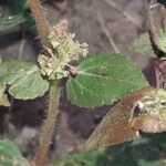 Euphorbia hypericifolia fruit picture by Pankaj Sharma (cc-by-sa)