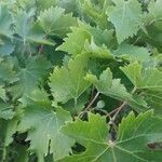 Vitis vinifera leaf picture by Flores Fernández de Bobadilla Cesáreo (cc-by-sa)