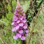 Dactylorhiza foliosa flower picture by Pestana João (cc-by-sa)