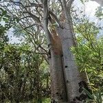 Cyphostemma mappia habit picture by Trees Mauritius (cc-by-sa)