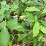 Vaccinium corymbosum leaf picture by samantha fucile (cc-by-sa)