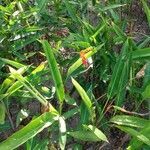 Heliconia psittacorum habit picture by pedrogc -- (cc-by-sa)