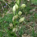 Cephalanthera damasonium leaf picture by claire Felloni (cc-by-sa)