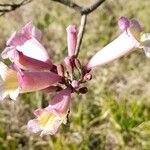 Handroanthus heptaphyllus flower picture by Trap Hers (cc-by-sa)