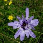 Catananche caerulea flower picture by Jean-philippe Jahier (cc-by-sa)