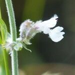 Nepeta nepetella flower picture by francois tissot (cc-by-sa)