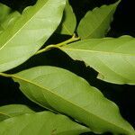 Ocotea cernua leaf picture by Nelson Zamora Villalobos (cc-by-nc)