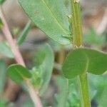 Lythrum hyssopifolia leaf picture by Sergio costantini (cc-by-sa)