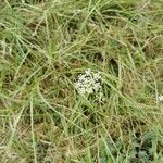 Pimpinella saxifraga flower picture by Jacques BARROIS (cc-by-sa)