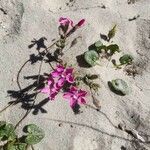 Silene littorea habit picture by Godinho Vítor (cc-by-sa)