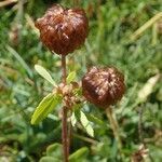 Trifolium badium fruit picture by Michel Michel MONTEIL (cc-by-sa)