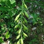 Baptisia australis leaf picture by msfabulousnyc (cc-by-sa)