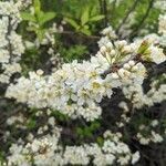 Prunus maritima flower picture by Matthias Foellmer (cc-by-sa)