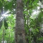 Couepia guianensis habit picture by D. Frame (cc-by-sa)