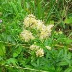 Thalictrum flavum habit picture by Filip Arndt (cc-by-sa)