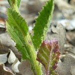 Biscutella cichoriifolia leaf picture by francois tissot (cc-by-sa)