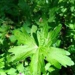 Geranium palustre leaf picture by Александр Александр (cc-by-sa)