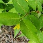 Diervilla lonicera leaf picture by Molly Williams (cc-by-sa)