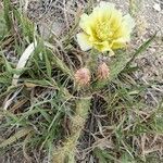 Opuntia macrorhiza flower picture by Kaley Jane Nigh (cc-by-sa)