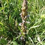 Orobanche purpurea flower picture by philippe roure (cc-by-sa)